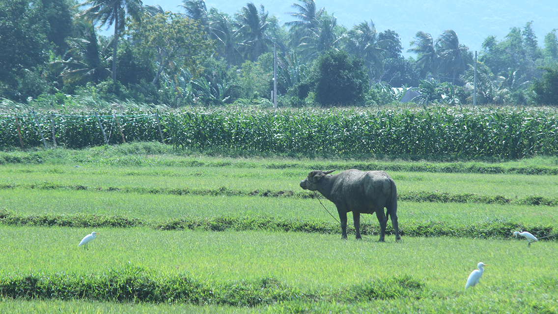 Cycling Tour via Backroads from Hanoi to Ho Chi Minh City 15 Days